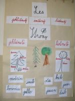 Les ve škole, škola v lese - projekt 1. stupeň