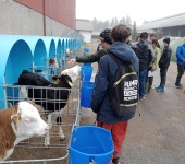 Exkurze 8. třídy v Zemědělské a.s. Krucemburk