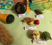 Výstavka netradičních plodů podzimu